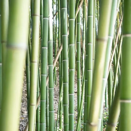 Le Moulin Du Porteil 住宿加早餐酒店